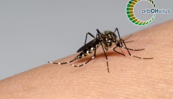Investigador del Instituto de Entomología UMCE advierte sobre alza de casos de dengue en Chile